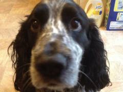 The look of a guilty pet. Pet urine stains and odor are one of our client's biggest issues.